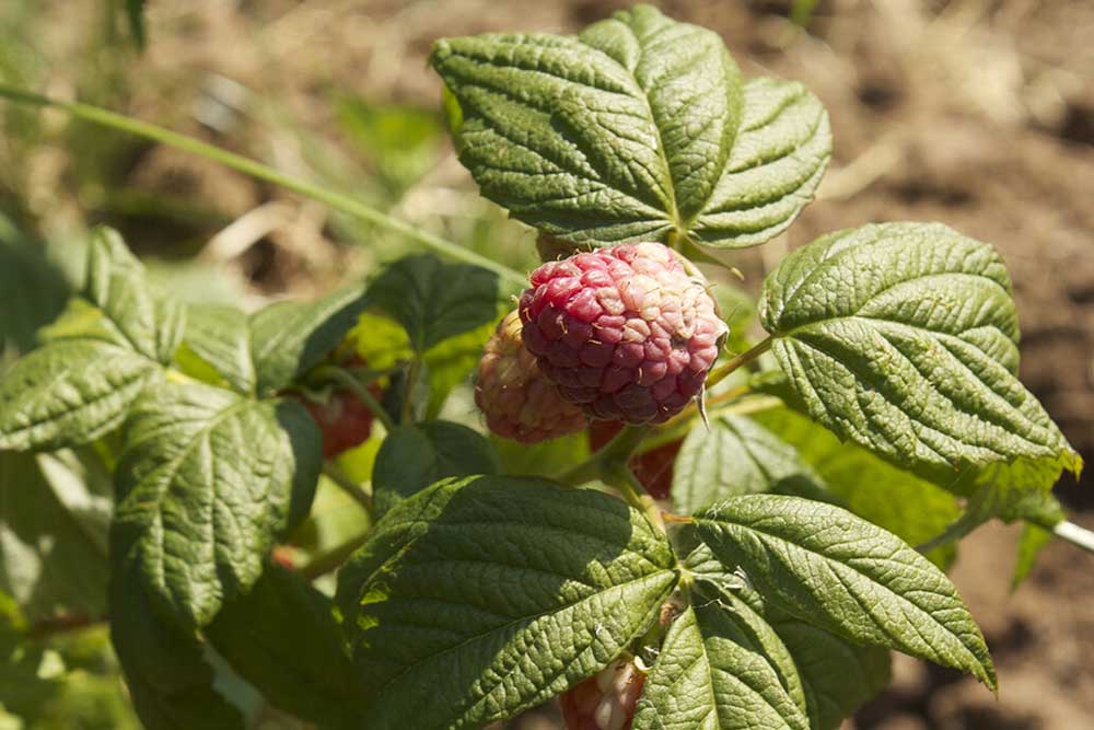 Washington’s raspberry harvest rebounds in 2023 | Capital Press