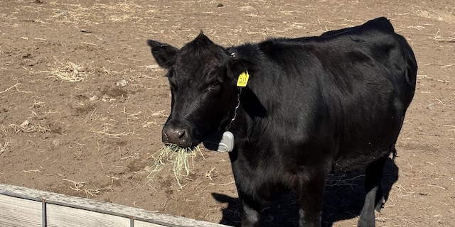 Oregon ranchers deploy high tech fix after fire destroys fencelines 