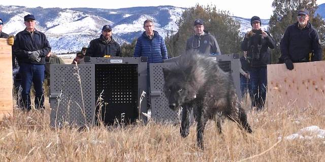 No wolves for Colorado, Washington wildlife commission says