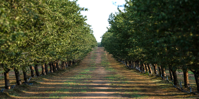 Strong California almond, walnut production lifts world supply, exports