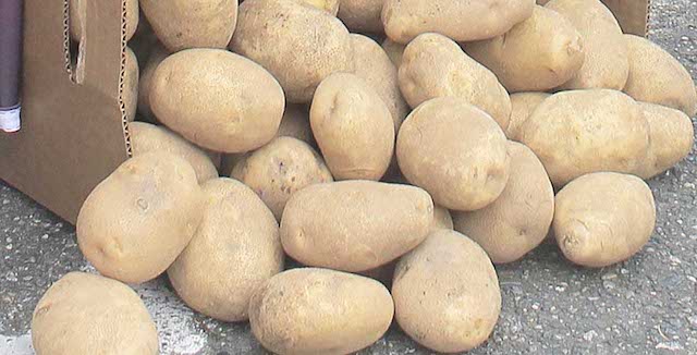 Washington potato commission tells USDA filling Idaho breeding positions is priority
