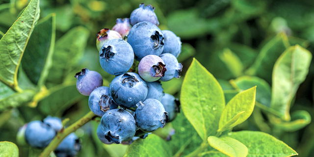 Lawmakers ask for more farm aid for specialty crop growers