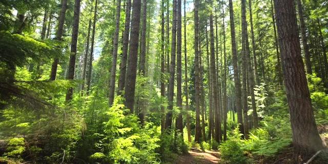 BLM sells timber in Oregon, Idaho, Montana in November