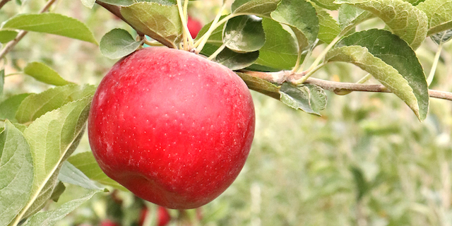 U.S. to export more apples, pears as global production drops