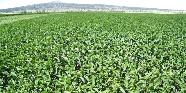 Idaho mint convention set Dec. 16 in Nampa