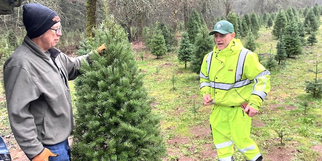 Christmas tree industry challenged, but proving reslient