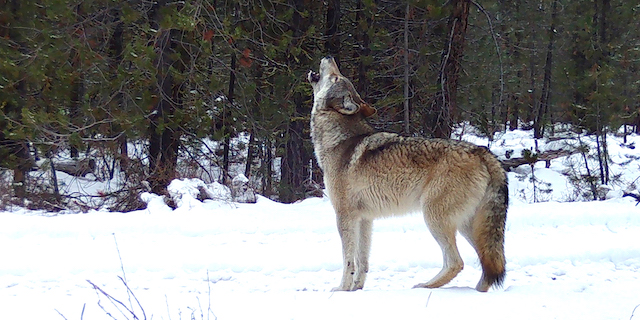 Oregon wolf cattle kills rise in 2025, but state lacks funding for proper payments