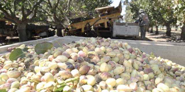 China develops taste for American pistachios, other tree nuts