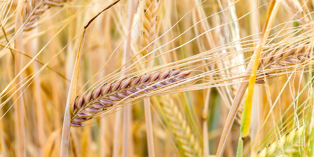 ‘Contraction’ is biggest challenge of barley industry