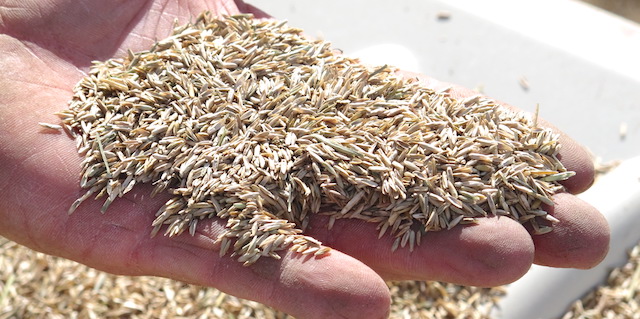 Oregon bill aims to emphasize timely payments for seed crops