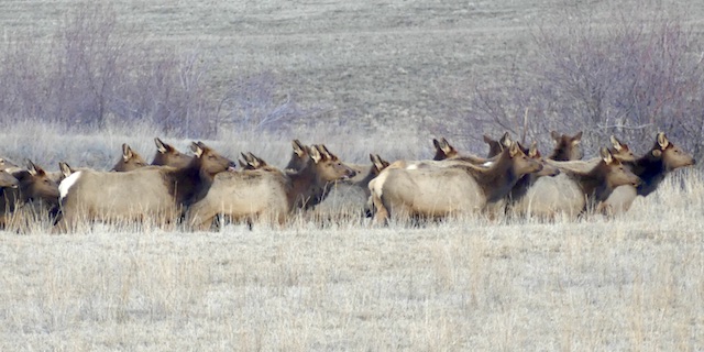 Idaho Fish and Game to shrink crop-damaging elk herd in southwest