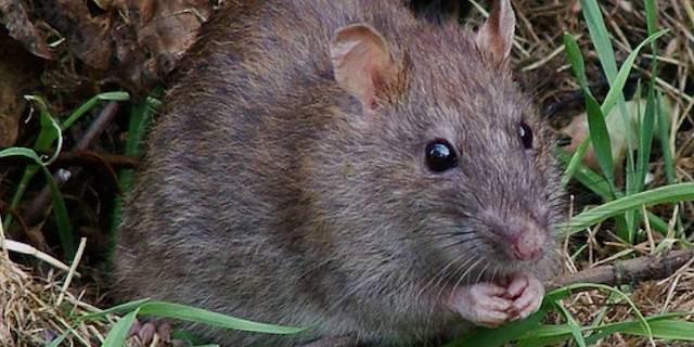Washington lawmakers mull ban on rodenticides