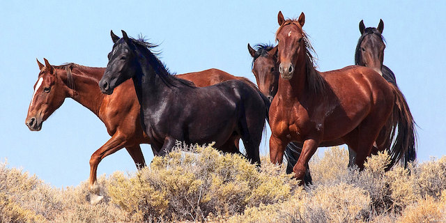 9th Circuit rejects arguments against Nevada wild horse corral