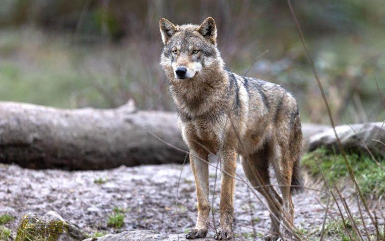 Idaho Fish and Game kills three wolves in far north