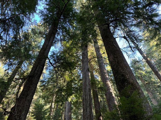 Bentz bill stresses logging as primary purpose of Western Oregon federal forests
