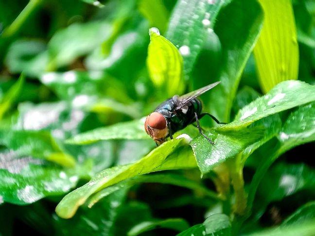 USDA completes Texas sterile fly dispersal facility to fight screwworm