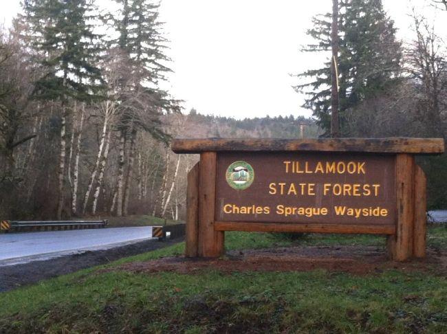 Counties push for predictable logging levels in state forests