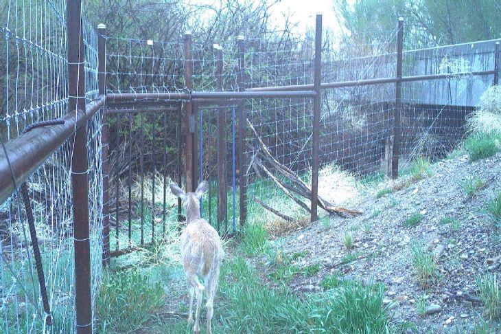 Highway-adjacent fencing project aids wildlife, cattle