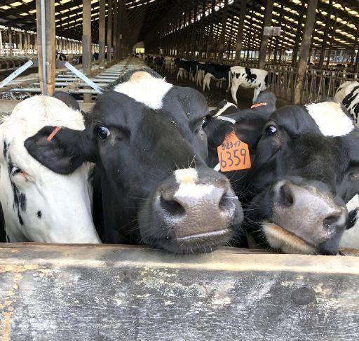 Oregon ag fights initiative to ban slaughter, husbandry practices