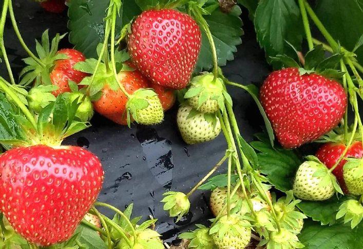 Mexico denies souring market for U.S. strawberry growers
