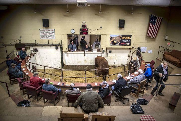 Southern Oregon rancher seeks license for livestock auction