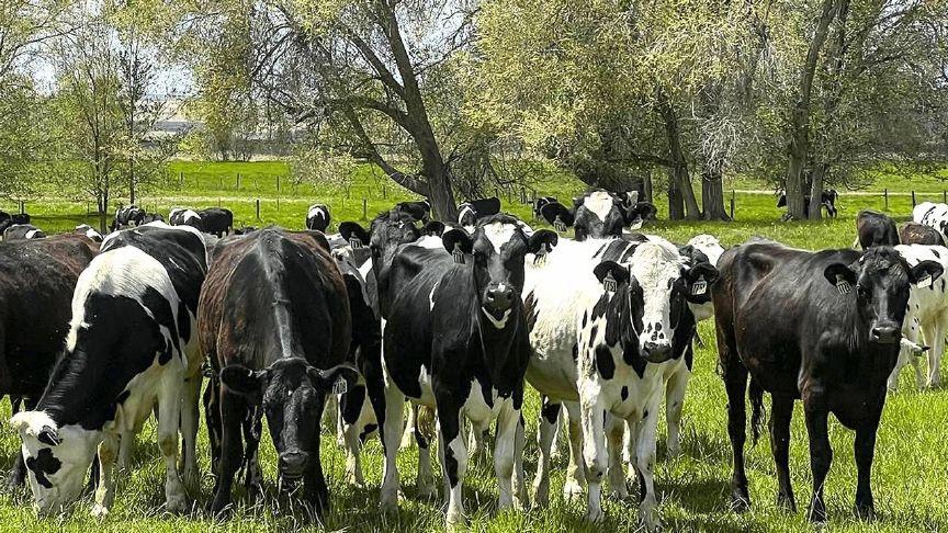 Closed border means more Mexican beef production in 2026