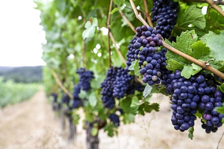 Oregon wine industry’s economic impact keeps growing, but at slower pace
