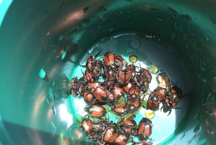 Oregon lawmakers direct $2 million to Japanese beetle eradication
